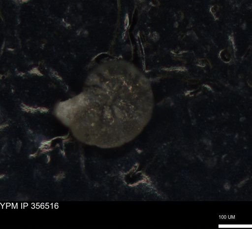 undet. Foraminiferida