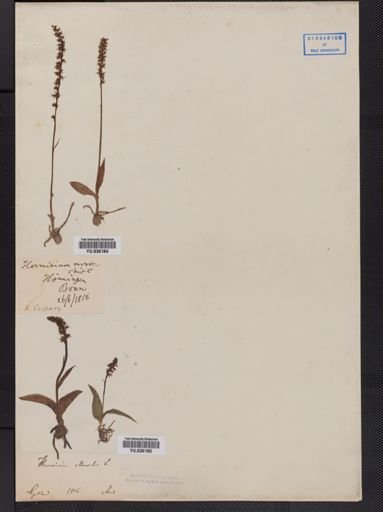 Herminium