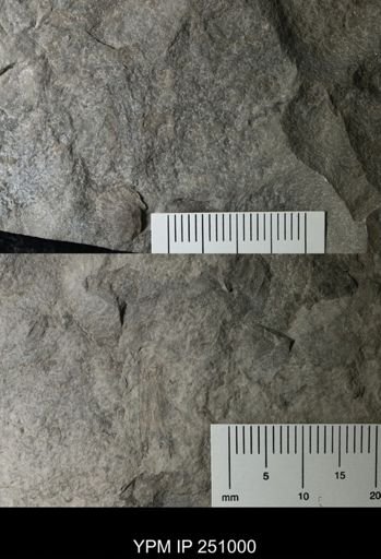 undet. Phyllocarida