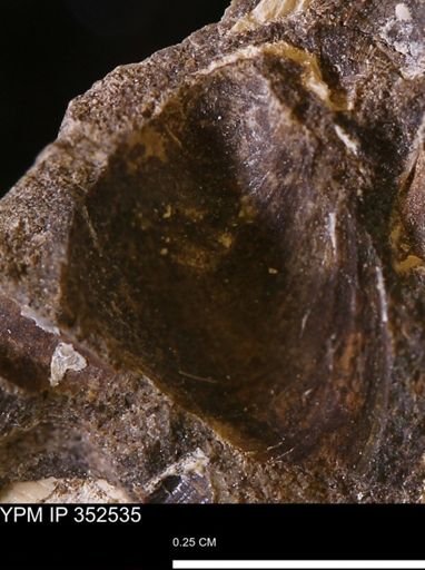 undet. Bivalvia