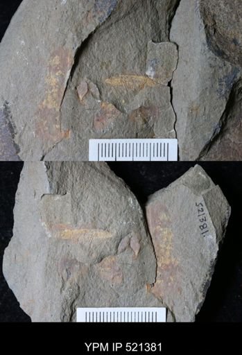 undet. Arthropoda