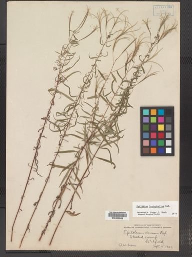 Epilobium leptophyllum