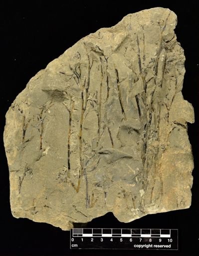Psilophyton princeps