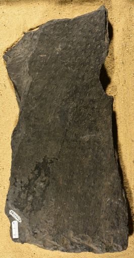 Lepidodendron sp.