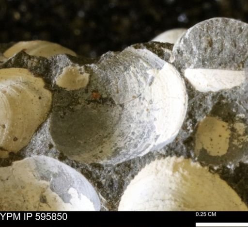 Protocardia sp.