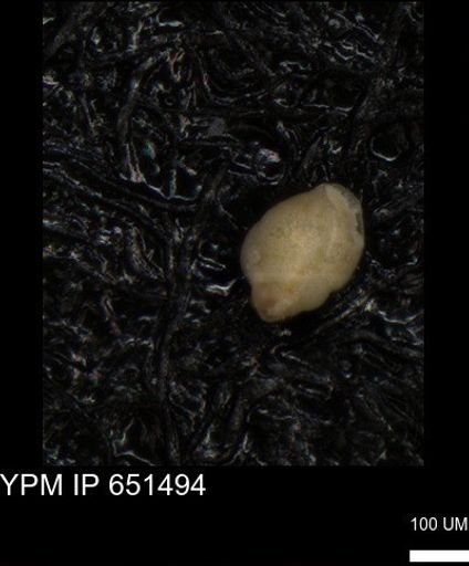 undet. Foraminiferida