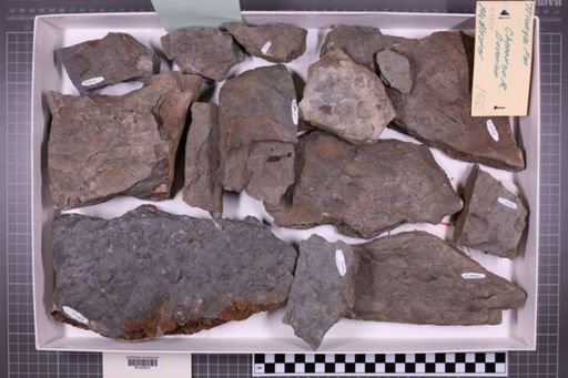 mixed taxa, stratigraphic collection