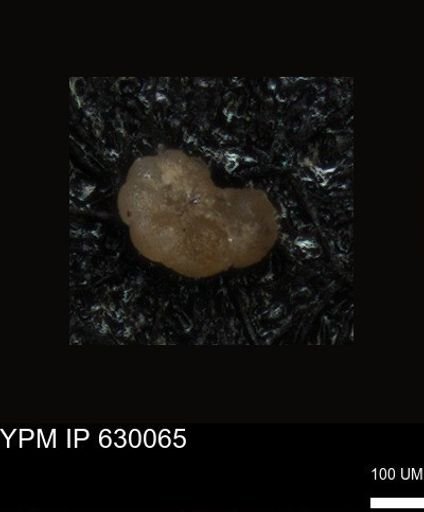 undet. Foraminiferida