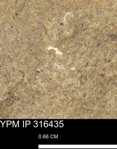 undet. Mollusca