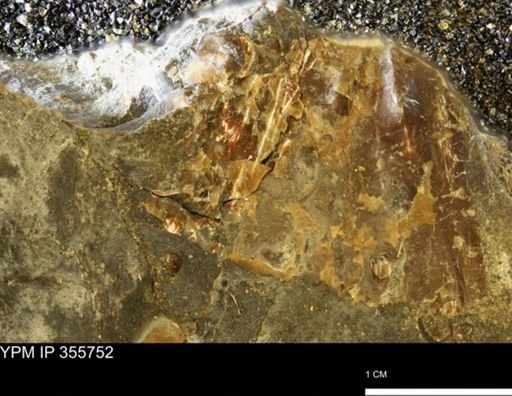 undet. Scaphitidae