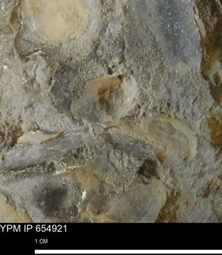 Mollusca