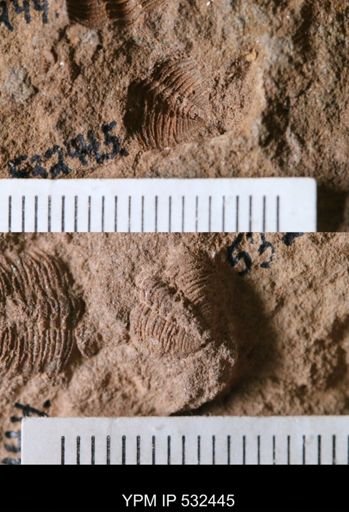 undet. Trilobita