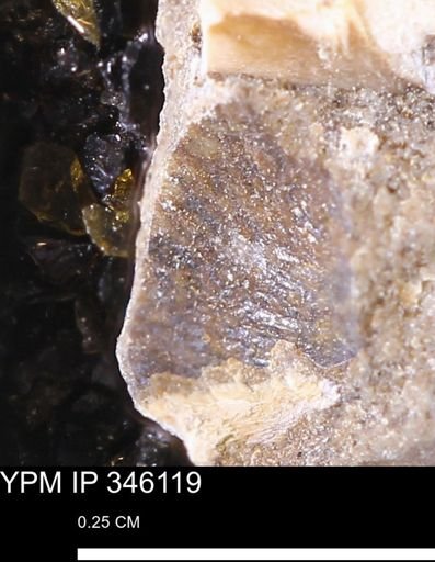 undet. Bivalvia