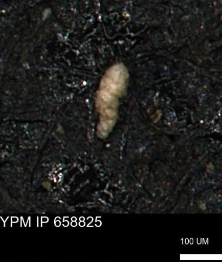 Verneuilinoides kansasensis