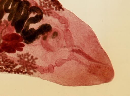 Prosthogonimus macrorchis