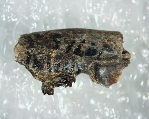 cf. Plesiolestes