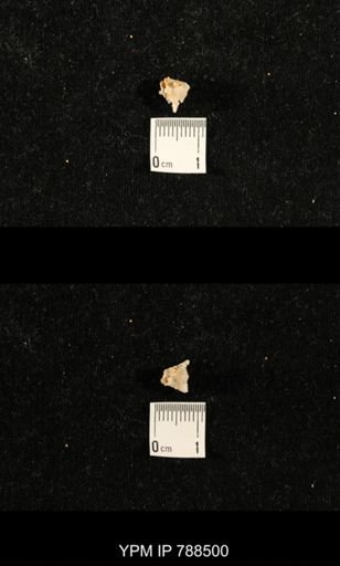 taxon undetermined