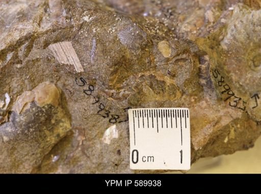 Hoploscaphites comprimus