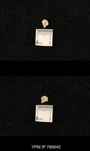 undet. Brachiopoda