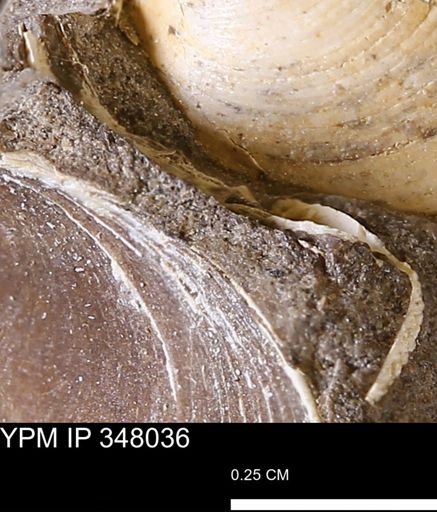 undet. Bivalvia