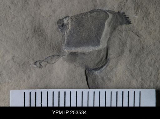 Eurypterus sp.