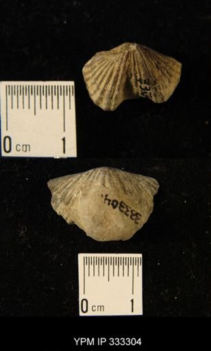 Platystrophia sp.