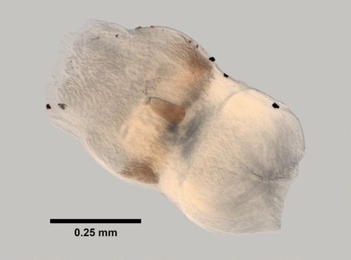 Amphiporus leuciodus