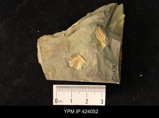 Ehmaniella sp.