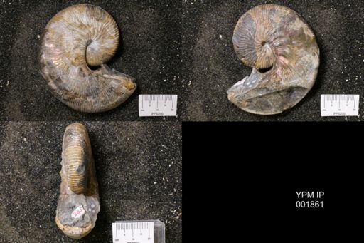 Hoploscaphites nodosus