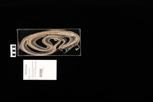 Crotalus molossus molossus
