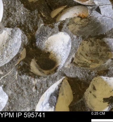 Protocardia sp.