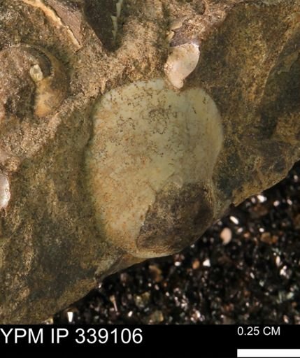 undet. Bivalvia