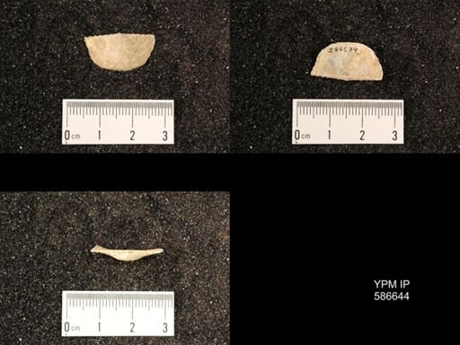 Chonetes granulifer