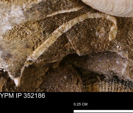 undet. Bivalvia