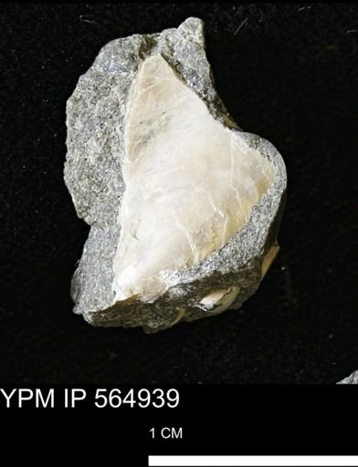 Pseudoptera sp.