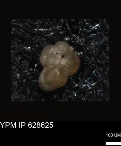 undet. Foraminiferida
