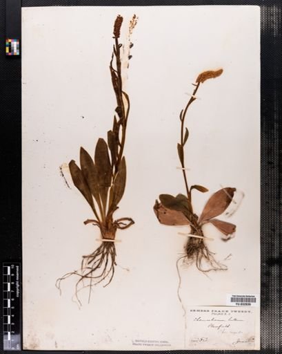 Chamaelirium luteum