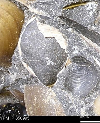 Limopsis striatopunctatus