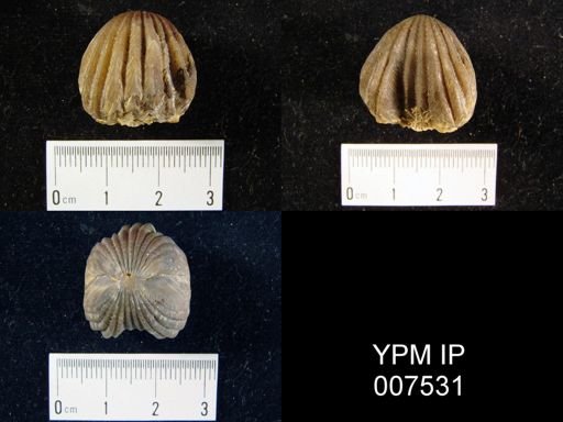 Rhynchotrema capax