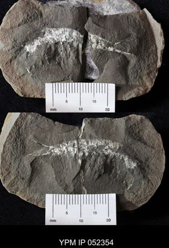Acanthotelson stimpsoni