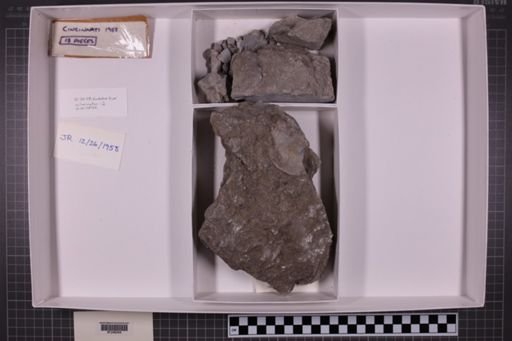 mixed taxa, stratigraphic collection