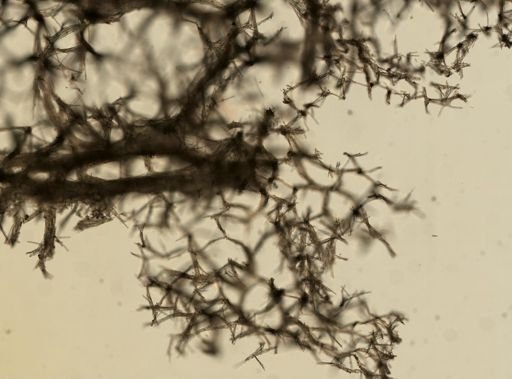Dysidea variabilis