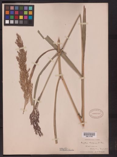 Sorghum halepense