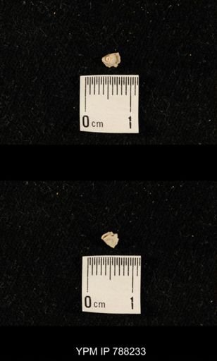 undet. Crinoidea