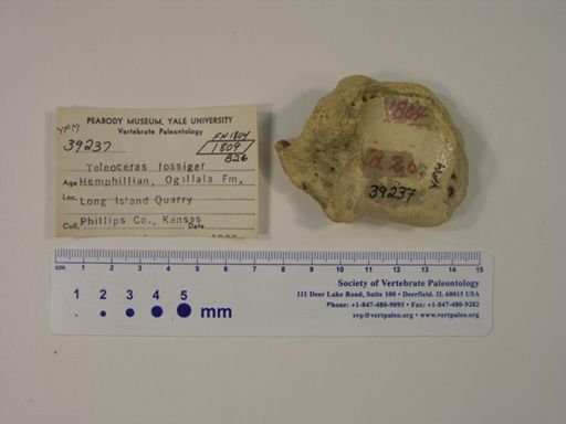 Teleoceras fossiger