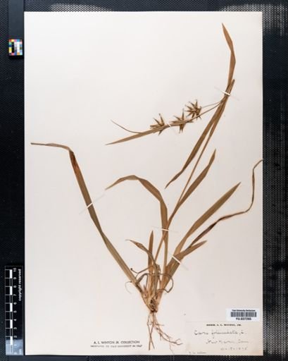 Carex folliculata