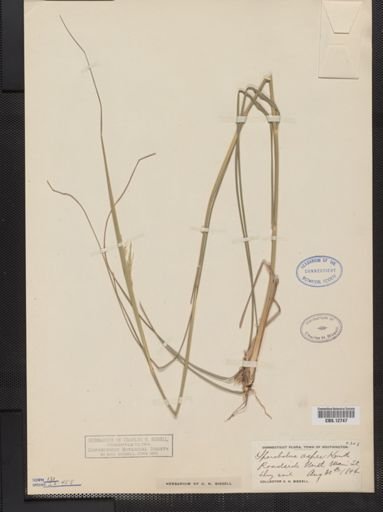 Sporobolus asper