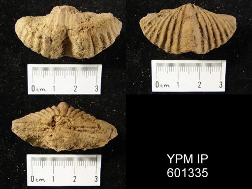 Spirifer murchisoni