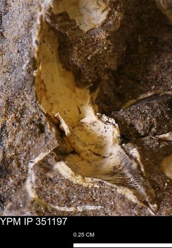 undet. Bivalvia