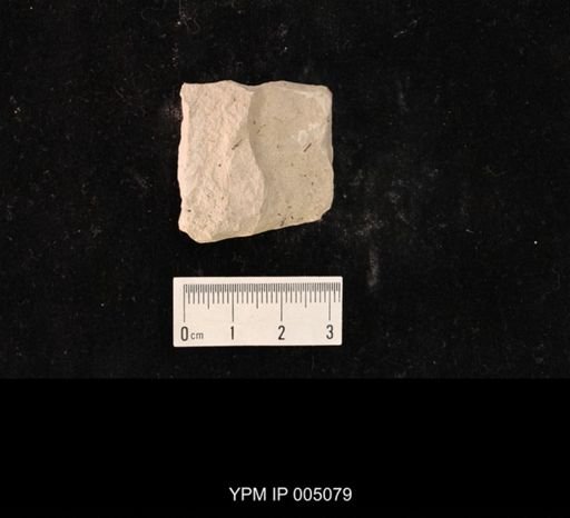 Psocidium kansasense